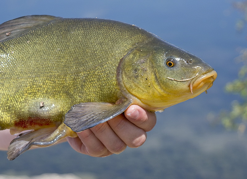Provence 2014 +20140611_0556 als Smart-Objekt-1 Kopie.jpg - In Greoux les Baines haben wir uns 2 Tage auf einem Campingplatz ausgeruht und schöne Spaziergänge am See gemacht